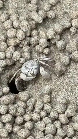 This video shows a small, pale crab on a sandy surface. The sand is covered in small, pebble-like balls. The crab is facing the camera and is positioned to the left of a dark hole in the sand, which appears to be its burrow. Its legs are spread out, and it has two prominent claws. The crab remains stationary for a few seconds before slowly moving towards the hole. As it approaches the burrow, the camera angle shifts and the crab disappears into the hole. The video continues to focus on the sand and the crab's burrow for the remaining few seconds, showing the pebbles and the dark entrance.