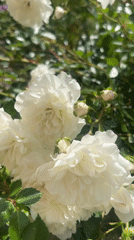 Domestic life moments captured in Ukrainian village garden