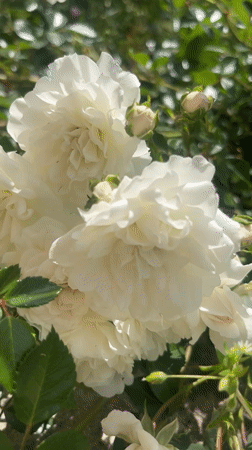 Domestic life moments captured in Ukrainian village garden