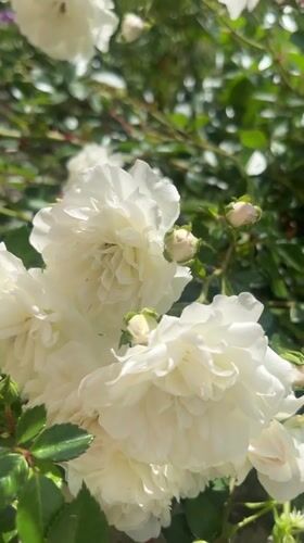 Domestic life moments captured in Ukrainian village garden