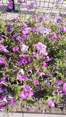 The video is a close-up, handheld shot of a bed of purple and pink petunias. The flowers are in full bloom and cover the ground. The background is a blurry fence and some dirt. The lighting is bright, suggesting it is daytime.