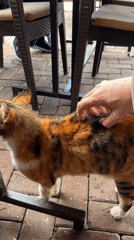 Café patron pets calico cat during outdoor meal in Alanya
