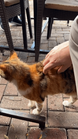 Café patron pets calico cat during outdoor meal in Alanya