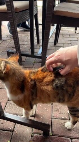 Café patron pets calico cat during outdoor meal in Alanya