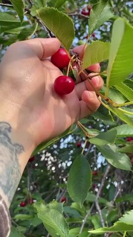 A hand with visible tattoos is shown picking cherries from a tree. The hand is gently holding a branch with several ripe red cherries and green leaves. The video is filmed close-up, focusing on the hand and the cherries. The background is blurred, showing more branches and leaves, suggesting an outdoor environment, likely a garden or orchard. The lighting indicates it's daytime. The cherries appear plump and a deep red color, typical of ripe fruit.