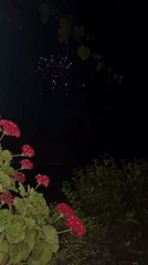 Fireworks over Varna, framed by flowers and sea views