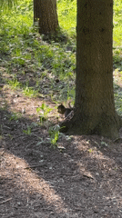 Squirrel feeds at tree base in Pushkin, Russia