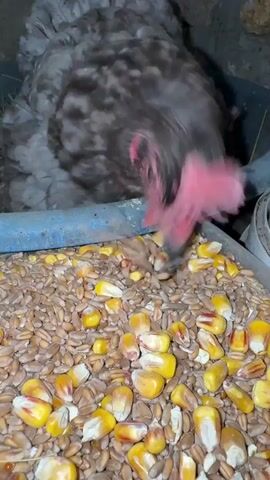 A grey and white speckled chicken with a bright red comb and wattle is eating from a trough filled with grains and corn kernels. The chicken's head is lowered into the trough, pecking at the food. The trough is blue and appears to be made of plastic. The background is dark and appears to be an indoor setting, possibly a coop, with rough-textured walls. The lighting is dim.