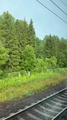 A train travels along a track, passing through a forested area. The trees are dense and green, with some sunlight filtering through the canopy. A white fence runs along the edge of the forest. The sky is overcast.
