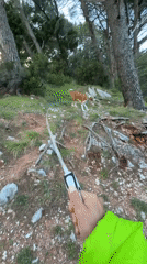 Dog walker explores wooded coastal area in Montenegro