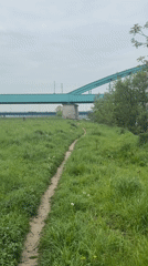 Dog runs on dirt path near graffitied bridge Zagreb