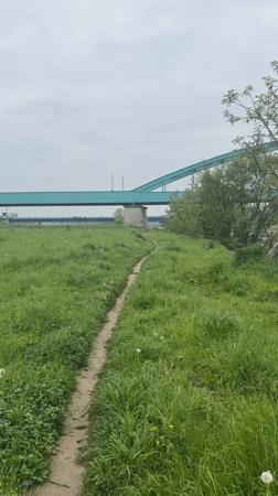 Dog runs on dirt path near graffitied bridge Zagreb