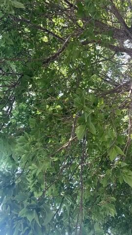 The video shows a close-up view looking up through the canopy of a tree with green leaves and branches against a bright sky. The camera is positioned underneath the tree, capturing the dense foliage and the intricate network of branches overhead. Sunlight filters through the leaves, creating dappled patterns. The leaves are broad and have a slightly lobed appearance. The branches are thin and have a rough texture. The overall impression is one of natural beauty and the lushness of a summer day.