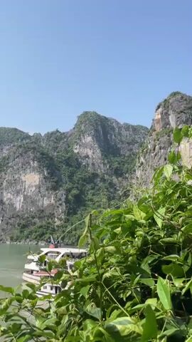 A video shows a panning shot of a scenic landscape. The scene opens with a view of a lush green jungle with a large, rocky mountain in the background under a clear blue sky. As the camera pans right, the mountain reveals a distinctive rock formation that resembles a face. The view then shifts to a wide expanse of water with several tour boats navigating through a picturesque archipelago of karst limestone formations. The water is a light green color, and the sky remains clear and blue. The camera continues to pan right, showcasing more of the limestone formations and the boats. The video ends with a wider view of the bay, emphasizing the natural beauty of the islands and the activity of the boats.