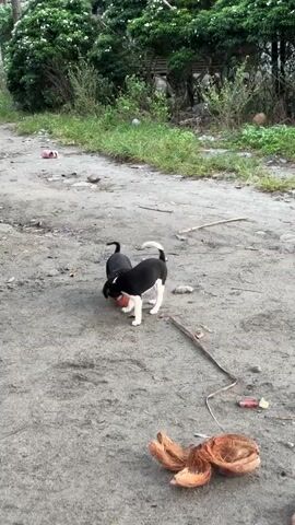 Two puppies, one primarily black with white markings on its chest and legs, and the other predominantly black with a white tail, are playing with an orange ball on a dirt path. The puppies are situated in the center of the frame. The black and white puppy is on the left, facing away from the camera and appearing to lie down, while the other puppy is on the right, actively engaged with the ball, nudging it with its head. The environment consists of a dirt path with scattered debris including coconut husks in the foreground. To the left of the path, a vertical post or pillar is visible. In the background, dense green foliage with white flowers lines the path, suggesting an outdoor, possibly rural or natural setting. The lighting appears to be natural daylight, casting soft shadows. The overall scene is one of playful interaction between the two young dogs in a somewhat unkempt outdoor environment.