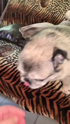 A pug with light tan and gray fur is on a sofa covered with a tiger-print blanket. A human hand is visible in the lower left corner, petting the pug's face. The pug is looking towards the hand and appears to be licking it. The pug's ears are floppy, and its eyes are partially closed. The background is blurred but shows more of the tiger-print blanket and what appears to be another dark-colored cushion.