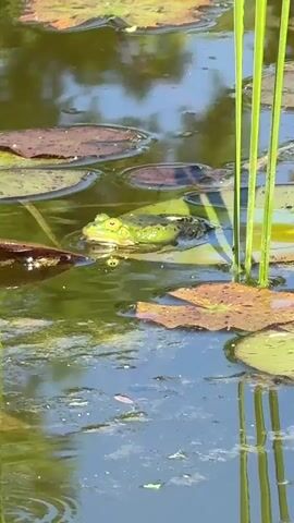 A vertical shot shows a green frog partially submerged in a pond, surrounded by lily pads and tall green reeds. The frog remains still throughout the video. The water reflects the clear sky and some rocks on the shore.