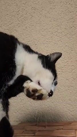 A close-up video shows a black and white cat grooming itself. The cat is licking its front paw, which it holds up to its face. The cat is standing on a brown surface in front of a beige wall. The cat is mostly black with white patches on its face and chest.