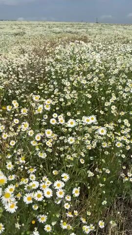 A field of chamomile flowers stretches out under a cloudy sky. The camera pans across the field, showing thousands of white and yellow flowers. The flowers are mostly in focus, with some blurry in the background. The ground is covered in green grass and dry stalks. There are no people or animals visible in the video. The overall impression is one of natural beauty and tranquility.