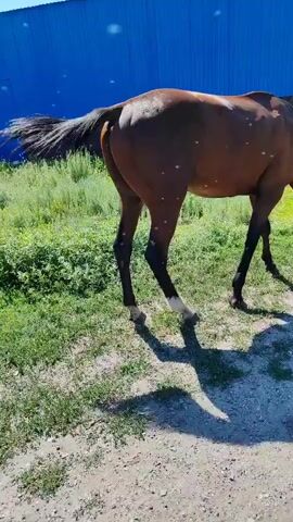 A brown horse with black mane and tail grazes on green grass. The horse wears a green halter. The scene is outdoors, with a blue fence or building in the background and a dirt path in the foreground. Shadows of the horse are cast on the ground.