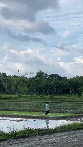 A man in a light blue shirt and dark shorts is standing in a flooded rice paddy. He is facing away from the camera and appears to be tending to the crops. The sky is cloudy and the landscape is lush green with trees in the background. The video is short and shows the man moving slightly as he works.