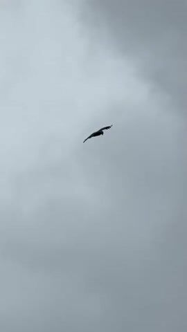 A large, dark bird of prey soars and glides through an overcast, grey sky. The bird, possibly a kite or similar raptor, is silhouetted against the bright clouds, its wings spread wide as it moves gracefully across the frame. The scene is set in Tyulyuk, Russia, under what appears to be cloudy daytime conditions.