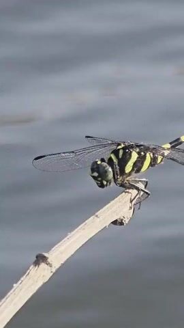 The video shows a dragonfly perched on a thin, bare twig. The dragonfly has a black body with yellow stripes and black markings on its head. Its wings are translucent with dark veins. The background is a soft gray, possibly water. A voice remarks about the dragonfly's appearance, describing it as "really beautiful" and comparing it to a "half-wasp."
