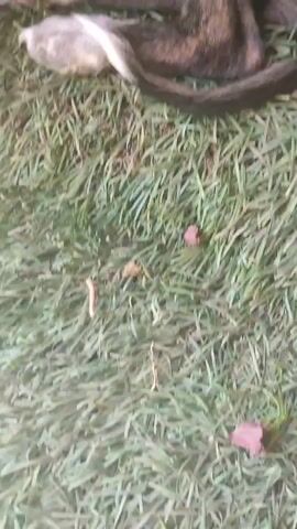 The video shows a close-up of a brindle dog lying down on artificial grass. The dog's paws and tail are visible, as well as a small pile of dog feces on the ground. The camera then pans up to show the face of a lighter-colored puppy with its eyes closed, sleeping on top of the brindle dog. The puppy has white markings on its face and ears. The background shows a wooden lattice structure, suggesting the dogs are outdoors or in a sheltered area.