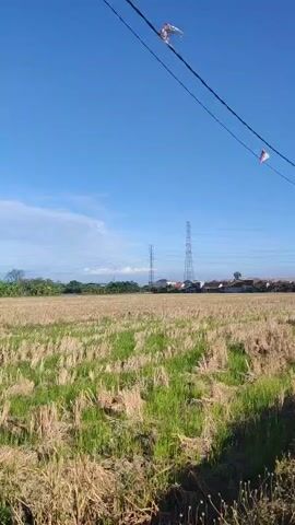 A video begins with a shot of a field of dry grass and scattered green patches under a clear blue sky. A power line stretches across the frame from left to right, with two small kites or flags attached to it. In the distance, several houses and a tall transmission tower are visible. As the video progresses, the camera pans to the right, revealing a paved road running alongside the field. Two people on a red motorcycle are seen riding away from the camera on this road. Further down the road, more houses and another transmission tower can be seen, and in the far distance, mountains rise against the horizon. The scene is bathed in bright sunlight, indicating it is daytime.
