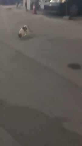 The video shows a cat standing in the middle of a paved area. The cat has white, black, and brown coloring. There is a car in the background. The video focuses on the cat before it ends. There is also a human voice speaking in the background.