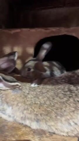 A group of rabbits are in an enclosure. Some rabbits are visible in the foreground, appearing to be sleeping or resting. In the background, more rabbits are huddled together, with some partially obscured by others. The enclosure appears to be made of wood and has a dark opening that some rabbits are near or entering. The lighting is dim, suggesting an indoor or shaded environment.