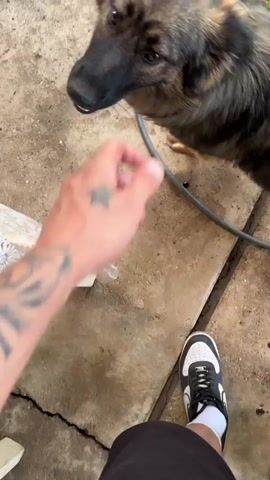 A hand with tattoos is petting a dog. The dog is a German Shepherd mix, with tan and black fur. The dog's head is being petted, and then the dog's body. The hand is gently stroking the dog's fur. The dog appears to be relaxed and enjoying the attention. The environment appears to be outdoors, possibly a backyard or patio, with a concrete floor and some scattered debris.