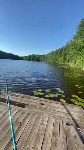 The media file captures a serene scene on a lake in Azory, Belarus. The primary subjects are the natural environment and the act of fishing. A wooden dock juts out into the calm, dark blue water, which is dotted with lily pads. A fishing rod, turquoise and silver, rests on the dock, its tip pointing towards the water, suggesting that fishing is taking place or about to take place.

The setting is a lake surrounded by lush green trees, forming a dense forest along the distant shoreline. The sky is a clear, vibrant blue, indicating a bright and sunny day. The sun is high in the sky, casting a shimmering reflection on the water's surface, hinting that it is likely midday or early afternoon. The overall mood is one of peacefulness and tranquility, evoking a sense of solitude and connection with nature.

There are no people visible in the frame, emphasizing the solitary nature of the activity. The wooden dock shows signs of age and weathering, adding a rustic charm to the scene. The water is still, with only gentle ripples disturbing its surface. The presence of lily pads suggests a healthy aquatic ecosystem. The time of day is clearly daytime, characterized by the bright sunlight and clear sky. The location cues, such as the type of trees and the general landscape, are consistent with a rural or natural setting in Belarus. No text is visible within the media file.