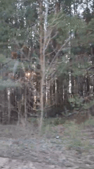 Forest drive captured on video near Niva, Russia