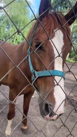 The media shows a close-up view of a brown horse behind a chain-link fence. The horse has a white blaze on its face and a blue halter. Its head is turned towards the camera, and it appears to be looking directly at the viewer. The horse's mouth is slightly open, with its tongue visible.

The setting appears to be an outdoor enclosure, possibly a stable or paddock. The ground is covered in dirt and gravel. In the background, there are trees and greenery, suggesting a rural or park-like environment. The sky is visible through the trees, and appears to be overcast or hazy, suggesting it might be daytime, possibly late afternoon or early morning given the lighting. The overall mood is calm and peaceful.

The media is a short video clip, with the horse's head moving slightly as if it's breathing or shifting its weight. There is no visible text in the video. The location is identified as Gorki Leninskiye, Russia.