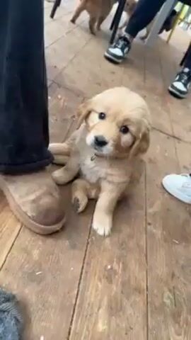 The video shows a golden retriever puppy on a wooden deck at the feet of several people. The puppy has a collar and scratches at its side, briefly rolling onto its back. Other puppies are visible in the background. People are wearing casual shoes and pants.