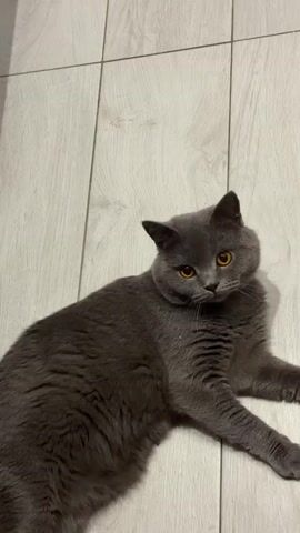 A grey cat with orange eyes lies on a floor with light-colored wood-grain tiles. The cat is initially on its side, looking at the camera. It then begins to roll onto its back, lifting its paws in the air, and appears to be playing or grooming. The cat is a domestic shorthair breed, possibly a British Shorthair, with a plush grey coat. The background is a neutral, indoor setting with a dark grey object partially visible on the left edge of the frame.