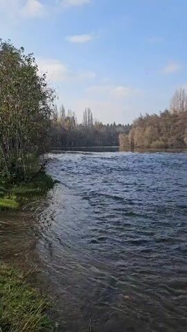 The video shows a wide river flowing swiftly under a bright blue sky dotted with a few white clouds. The water appears dark blue, with rippling waves reflecting sunlight. The riverbanks are lined with trees, their leaves mostly brown or bare, indicating it might be autumn or winter. The trees are a mix of evergreens and deciduous varieties. The left bank features a grassy area that transitions into a shoreline with water lapping at the edge. In the distance, more trees are visible, forming a dense forest that lines the horizon. The scene is still, with the only movement being the flow of the river.