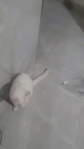 A white cat is on a gray tile floor, near a corner between two walls. Initially, the cat is facing toward the top right, then it briefly rolls onto its back, then it stands and begins to walk toward the top left. A thin gray electrical cord is visible on the floor.