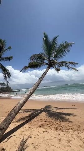 A palm tree leans over a sandy beach with the ocean in the background. The sky is blue with white clouds. There are a few people in the water. The sun casts a shadow of the palm tree on the sand.