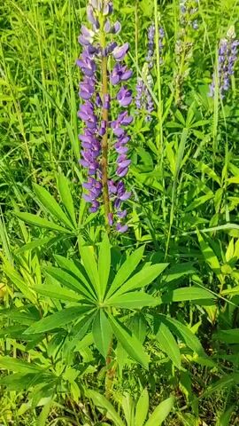 The video shows a close-up, slightly shaky shot of purple lupine flowers in a field of tall green grass. The sun is shining, casting shadows and illuminating the scene. The lupine flowers are the main focus, with their tall, spire-like blooms. In the background, other lupine flowers and more grass are visible, suggesting a natural, outdoor setting. There are no people or animals in the video, and no actions or interactions are depicted. The video appears to be a short clip, likely taken for aesthetic or observational purposes.