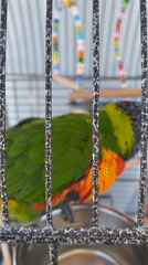 Rainbow lorikeet, flowers, cityscape observed in Alanya, Turkey