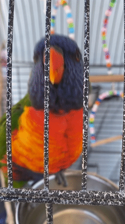 Rainbow lorikeet, flowers, cityscape observed in Alanya, Turkey