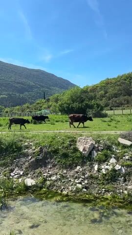 Three cows, two dark-colored and one brown, walk from left to right across a vibrant green field under a clear blue sky. The field is bordered by lush green hills or mountains in the background. In the mid-ground, there are trees and a fence line, with a small white building visible among the trees. In the foreground, a clear stream or river flows, with rocks and some debris on its bank. The scene depicts a sunny day in a rural, natural landscape.