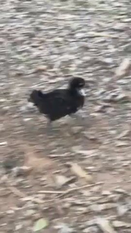 The video shows a small, dark bird walking on the ground. The ground is covered in dry leaves and some dirt. The bird appears to be a chick, possibly a baby chicken. It walks at a steady pace across the frame. The camera follows the bird.