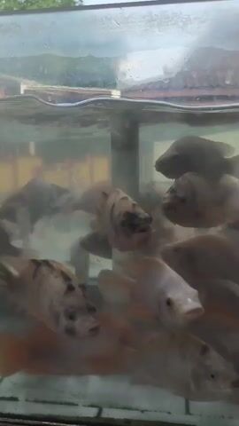 A group of fish swim in a tank. The tank is made of glass and has water in it. The fish are of various sizes and colors, with some being light brown and others having white and black markings. They are clustered together and appear to be moving around. The background is blurry, but suggests an outdoor environment with some greenery and a cloudy sky.