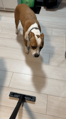 Dog encounters vacuum cleaner in Sofia home