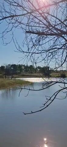A vertical video shows a calm body of water reflecting the sky. In the foreground, bare branches of a tree extend into the frame, partially obscuring the view of the water and the background. The background features a grassy bank leading to a line of trees under a bright, clear blue sky. The sun is shining, creating a bright shimmer on the surface of the water. The scene is static, with no movement or action taking place.