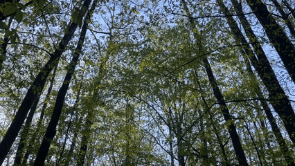 Forest canopy filmed from below in Vinnytsia, Ukraine
