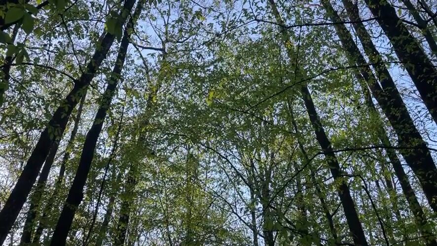 Forest canopy filmed from below in Vinnytsia, Ukraine